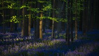 Taman yang biasanya diserbu turis dan warga yang ingin menikmati keindahan bunga bluebell ini pun kini tak tersentuh manusia.