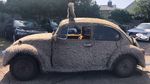 Spesies Langka, (VW) Kodok Punya Bulu