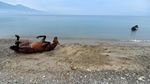 Melatih Kuda Pacu Hingga ke Tengah Laut