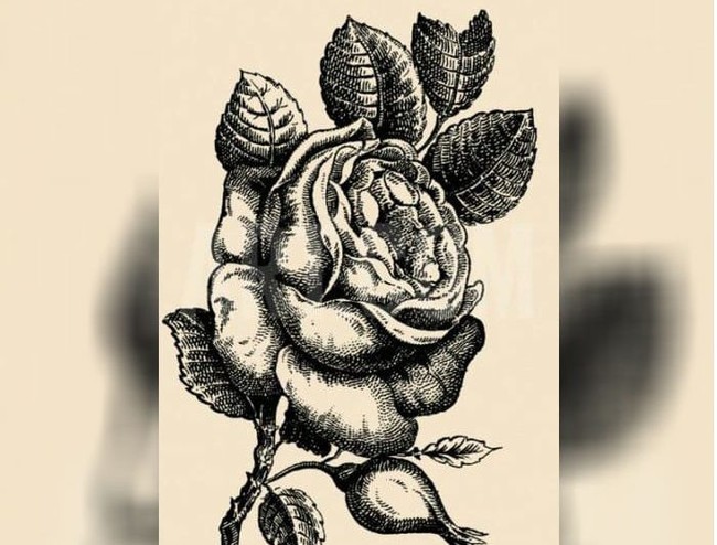 Pada gambar bunga ini terdapat gambar wajah yang tersembunyi. Coba perhatikan lagi dengan teliti dan kamu akan menemukannya. Jika sudah yakin dengan jawabanmu, lihat halaman selanjutnya untuk menemukan jawabannya. Foto: dok. Honest to paws