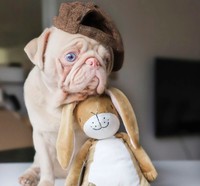 anjing lucu