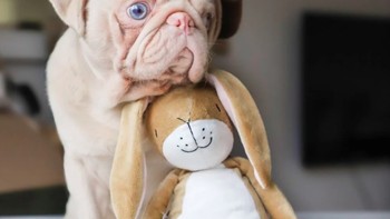 Penampilannya yang seperti albino adalah hasil dari defisiensi pigmen yang diwariskan. Foto: Instagram @milkshakethepug via Brainberries