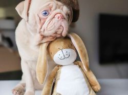 Kenalin, Anjing Pink Lucu Idola Baru di Instagram