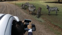 Seorang warga memotret kumpulan zebra di kebun binatang tersebut.