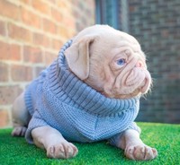 anjing lucu