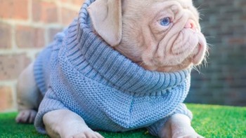 Buat kamu para pencinta anjing dan hewan peliharaan yang ingin melihat lebih banyak foto-foto Milkshake, bisa follow Instagramnya @milkshakethepug. Foto: Instagram @milkshakethepug via Brainberries