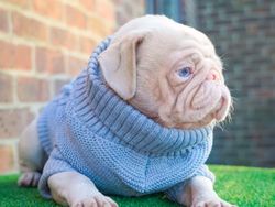 Kenalin, Anjing Pink Lucu Idola Baru di Instagram