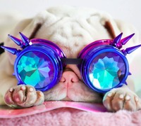 anjing lucu