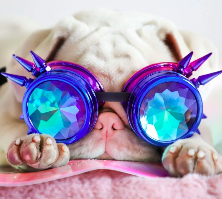 anjing lucu