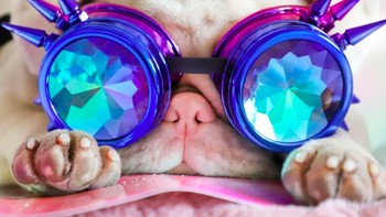 Tapi disebutkan Maria, Milkshake aslinya tidak glamor seperti di foto dan videonya di Instagram. Anjing ini seperti bayi yang membutuhkan dirinya sebagai ibu. Foto: Instagram @milkshakethepug via Brainberries