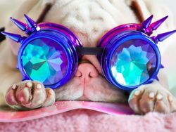 Kenalin, Anjing Pink Lucu Idola Baru di Instagram