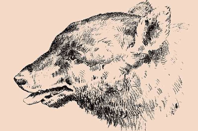 Sekilas kamu mungkin hanya akan melihat gambar anjing. Tapi jika kamu melihat lebih teliti, ada gambar wajah seorang pria yang tersembunyi. Berhasil temukan? Lihat jawabannya di halaman selanjutnya. Foto: dok. Honest to paws