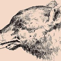 Sekilas kamu mungkin hanya akan melihat gambar anjing. Tapi jika kamu melihat lebih teliti, ada gambar wajah seorang pria yang tersembunyi. Berhasil temukan? Lihat jawabannya di halaman selanjutnya. Foto: dok. Honest to paws