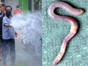 Para Pakar Menjelaskan Fenomena Munculnya Ribuan Cacing di Jateng