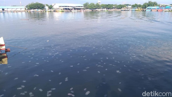 Ribuan ubur-ubur kembali bermunculan di perairan Pelabuhan Tanjung Tembaga, Kota Probolinggo. Kemunculan hewan tak bertulang belakang itu sudah diantisipasi petugas keamanan maupun nelayan.