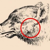 Jika tadi kamu berhasil menemukan gambar wajah pria yang tersembunyi, tandanya matamu cukup jeli. Foto: dok. Honest to paws