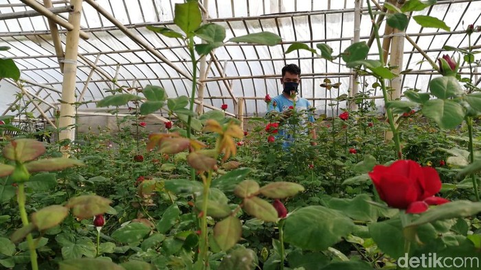 Pandemi COVID-19, Petani Bunga di Bandung Barat Kena Getahnya