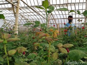 Corona Mewabah, Petani Bunga di Bandung Barat Merugi