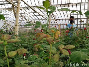 Corona Mewabah, Petani Bunga di Bandung Barat Merugi