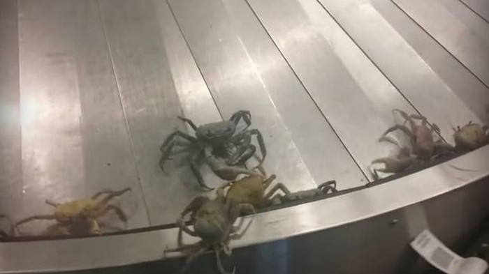 Kepiting di Bandara Bahama