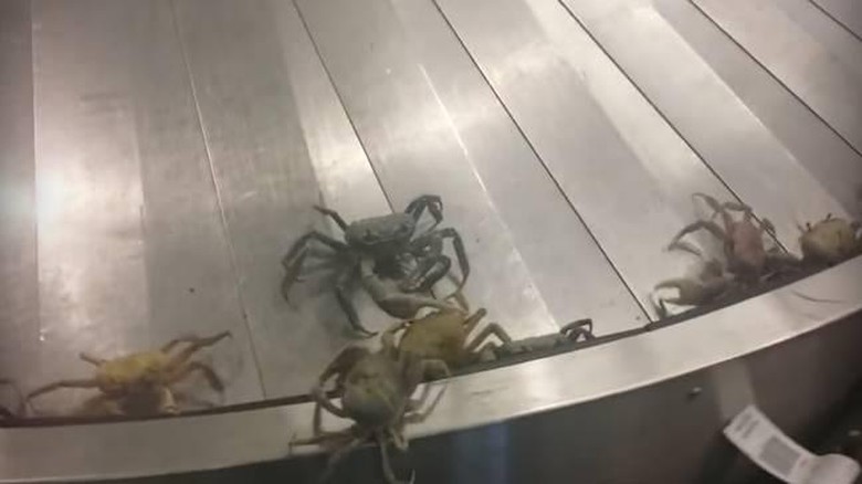 Kepiting di Bandara Bahama Kepiting di Bandara Bahama