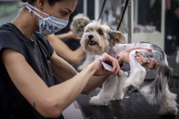 salon anjing Pemerintah Republik Ceko telah melonggarkan lockdown. Warga pun mulai mendandani hewan peliharaannya seperti anjing agar terlihat lebih cantik.