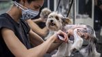 Lockdown Dilonggarkan, Anjing di Ceko Mulai Nyalon