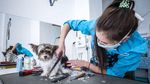 Lockdown Dilonggarkan, Anjing di Ceko Mulai Nyalon