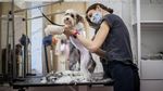 Lockdown Dilonggarkan, Anjing di Ceko Mulai Nyalon