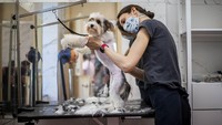 Selain dicukur, kesehatan hewan peliharaan tersebut juga diperiksa. Gabriel Kuchta/Getty Images.