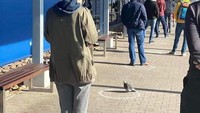 Burung merpati ikut mengantri bersama barisan manusia di Polandia. (dok Bored Panda)