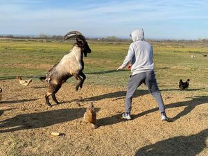 Kalau Khabib Lawan Beruang, Zabit Lawan Kambing