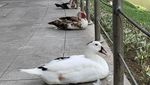 Kocak! Ketika Kucing dan Bebek Ikut-ikutan #jagajarakdulu