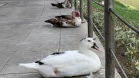 Ketika social distancing diganti dengan social ducktancing. (dok Bored Panda)