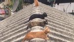 Kocak! Ketika Kucing dan Bebek Ikut-ikutan #jagajarakdulu
