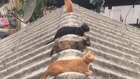Kucing-kucing ini saling memberi jarak saat berada di atas genteng. (dok Bored Panda)