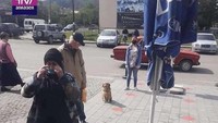Anjing ikut berbaris dengan memberi jarak sesuai aturan yang ditetapkan manusia. (dok Bored Panda)