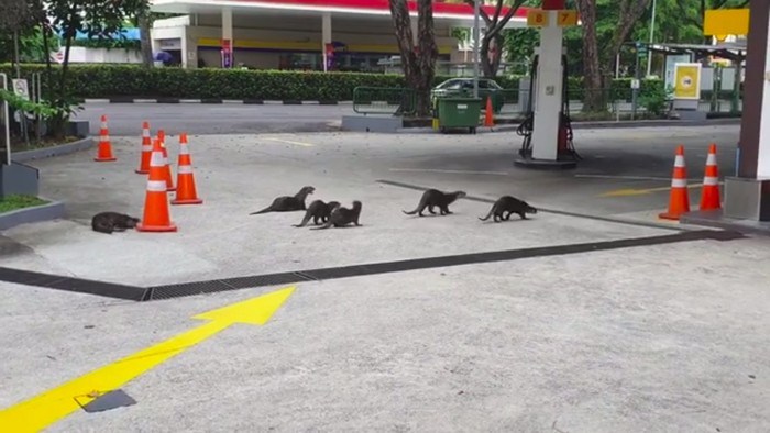 Santainya Berang-Berang dan Kuda Putih  Turun ke Jalanan Singapura