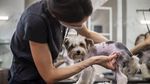 Lockdown Dilonggarkan, Anjing di Ceko Mulai Nyalon