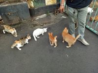 Demi Memberi Makan Kucing Jalanan, Pria Ini Rela Berpuasa