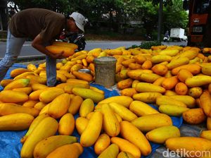 Jelang Ramadhan, Pedagang Timun Suri Mulai Ramai