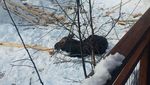 Kocak! Ketika Kucing dan Bebek Ikut-ikutan #jagajarakdulu