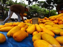 Timun Suri Sering Dikonsumsi saat Puasa, Benarkah Bisa Atasi Asam Lambung?