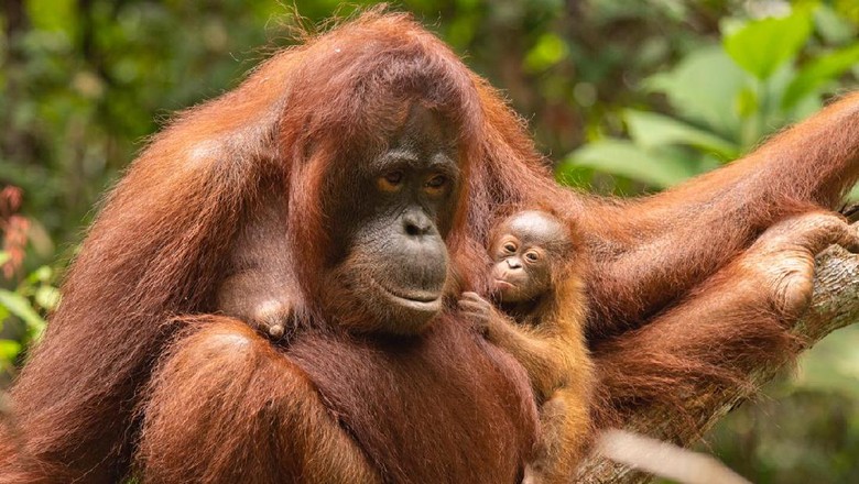 Orang utan dan bayinya Orang utan dan bayinya