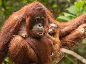 Susut Banyak! Orang Utan Purba Dulu Besarnya 2x Lipat dari yang Sekarang