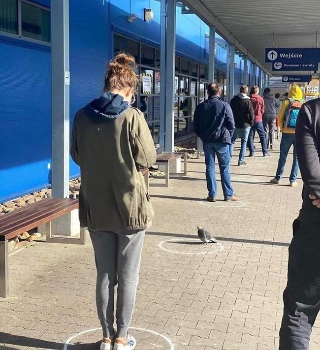 Social distancing merupakan salah satu cara yang harus dilakukan untuk mencegah penyebaran virus Corona. Tidak hanya manusia, hewan-hewan pun sadar pentingnya jaga jarak. Salah satunya burung merpati yang berada di antrean stasiun di Polandia ini yang berdiri tepat pada tanda lingkaran. Foto: Reddit/ Boredpanda