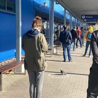 Social distancing merupakan salah satu cara yang harus dilakukan untuk mencegah penyebaran virus Corona. Tidak hanya manusia, hewan-hewan pun sadar pentingnya jaga jarak. Salah satunya burung merpati yang berada di antrean stasiun di Polandia ini yang berdiri tepat pada tanda lingkaran. Foto: Reddit/ Boredpanda