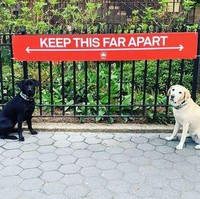 Dua ekor anjing jaga jarak saat jalan-jalan dekat taman kota. Foto: Reddit/ Boredpanda
