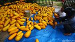 Jelang Ramadhan, Pedagang Timun Suri Mulai Ramai