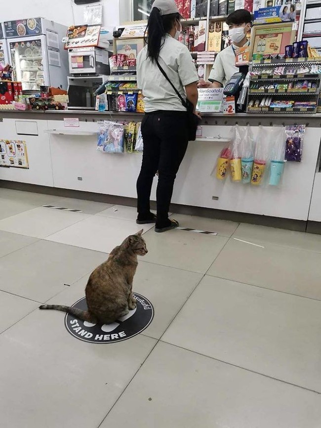 Seekor kucing di sebuah mini marker mematuhi peraturan social distancing. Dia berdiri pada tanda di mana ia harus jaga jarak. Pintar! Foto: Reddit/ Boredpanda